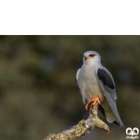 گونه کورکور بال سیاه Black-winged Kite